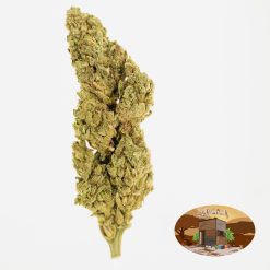 10g Sour Cheese (G.H) + Free Shipping
