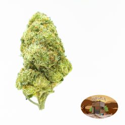 Sunset Sherbert 5A (Indoor)
