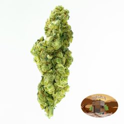 10g Black D.O.G (Outdoor) + Free Shipping