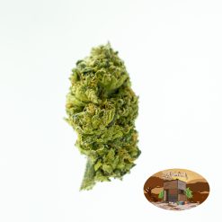 10g/20g Apollo Landing (G.H) + Free Shiping
