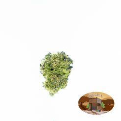 10g Berry Mclovin (G.H) + Free Shipping