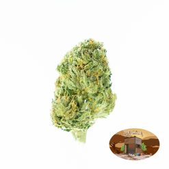 10g/20g Hiroshima (G.H) + Free Shipping