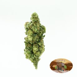 Lemonade Funk + Free Shipping