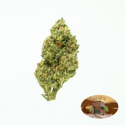 10g Supernova (G.H) + Free Shipping