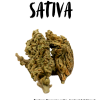 10g South Indian Sativa (O.D) + Free Shipping