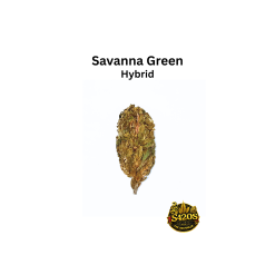 Savanna Green - OD