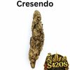 10g Crescendo