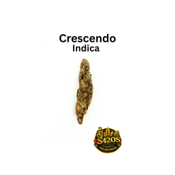 Crescendo - OD