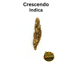 Crescendo - OD