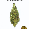 10g Tropicana