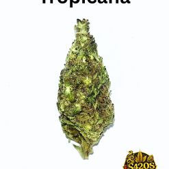 10g Tropicana