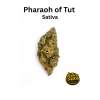 Pharaoh of Tut