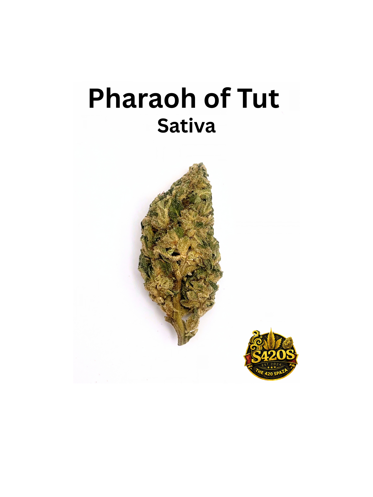 Pharaoh of Tut
